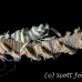shrimp_coral_wire_bo_mb_h_0023_png2123.jpg